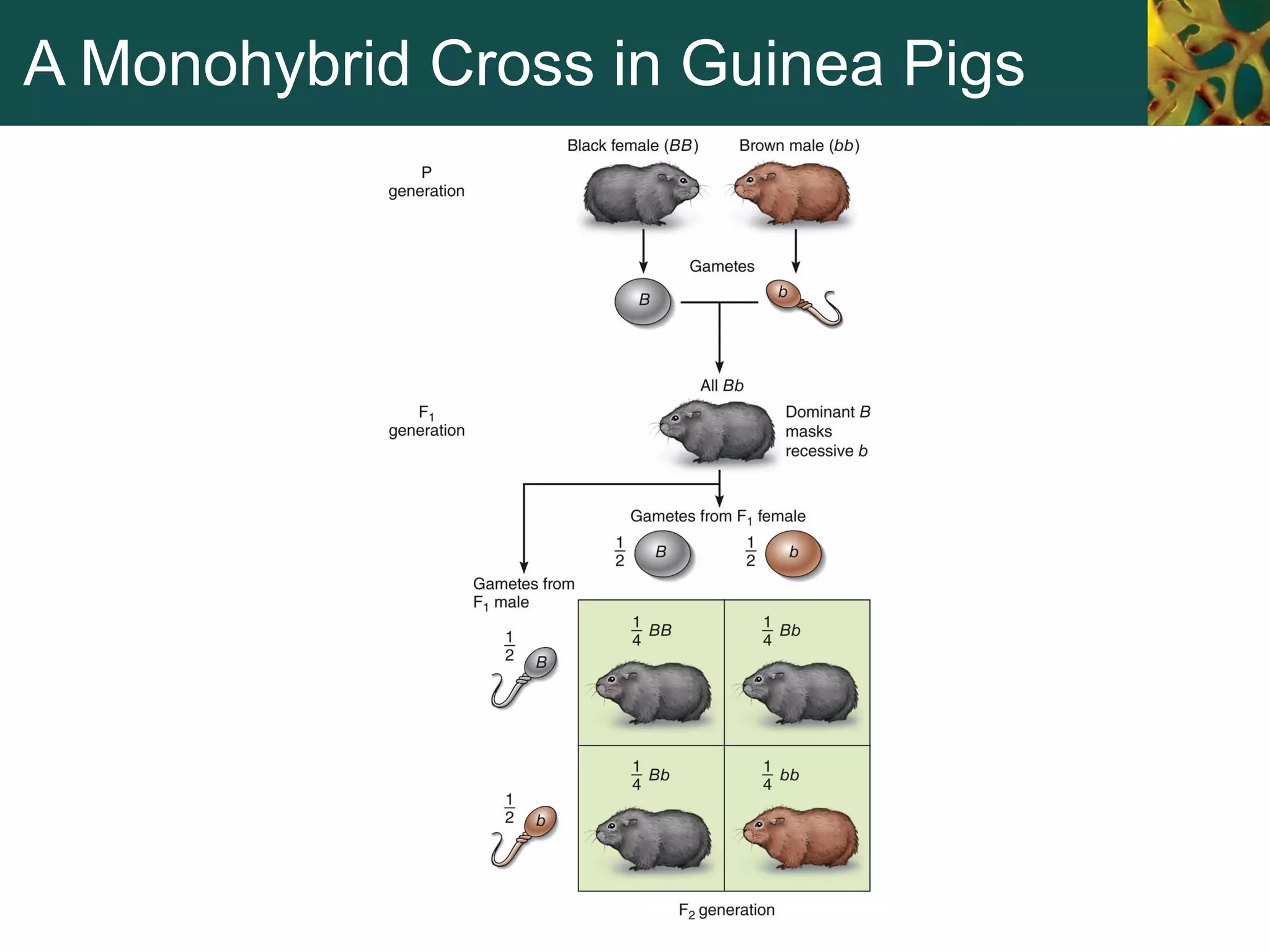 A Monohybrid Cross in Guinea Pigs
 