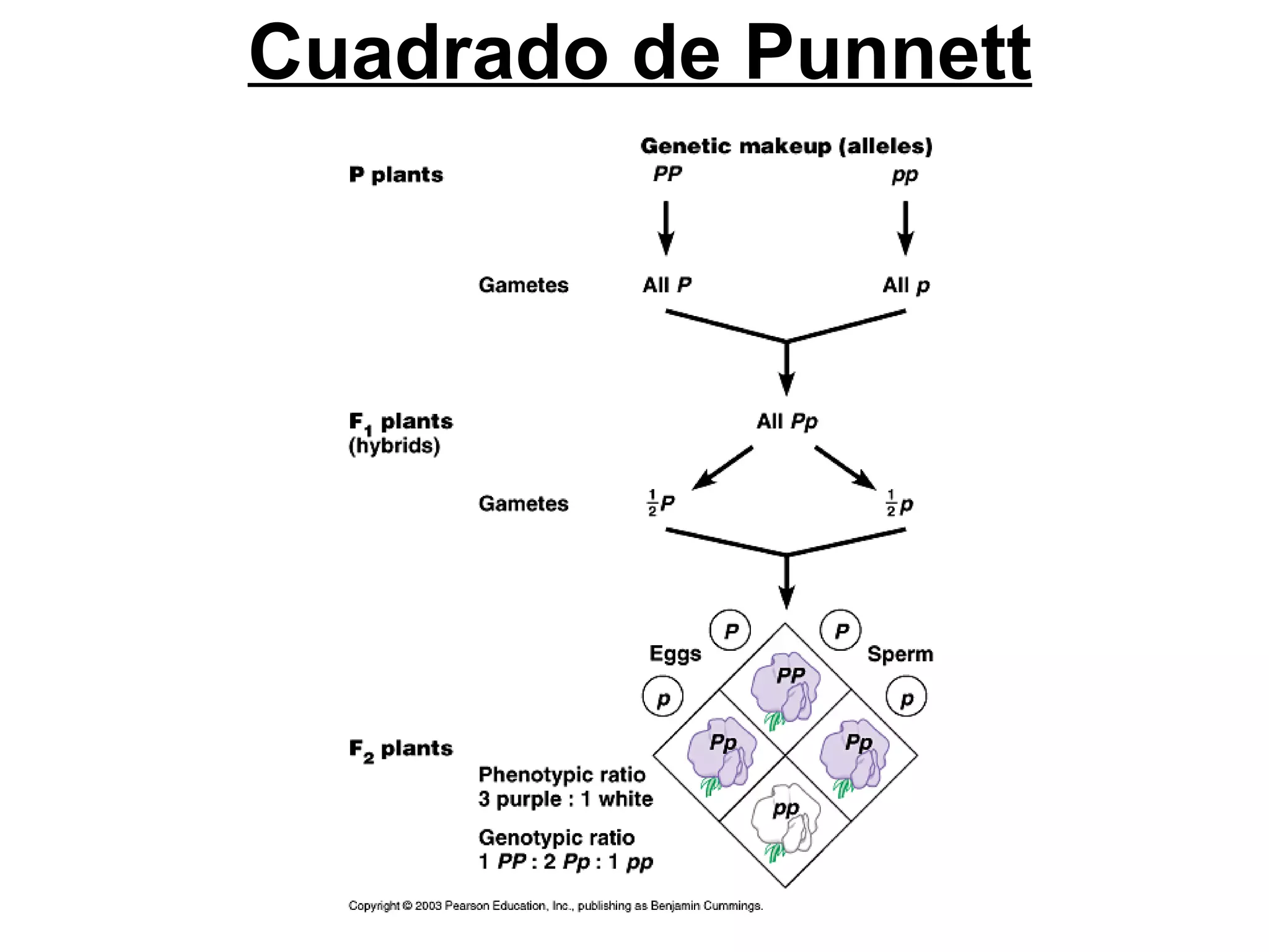 Cuadrado de Punnett
 