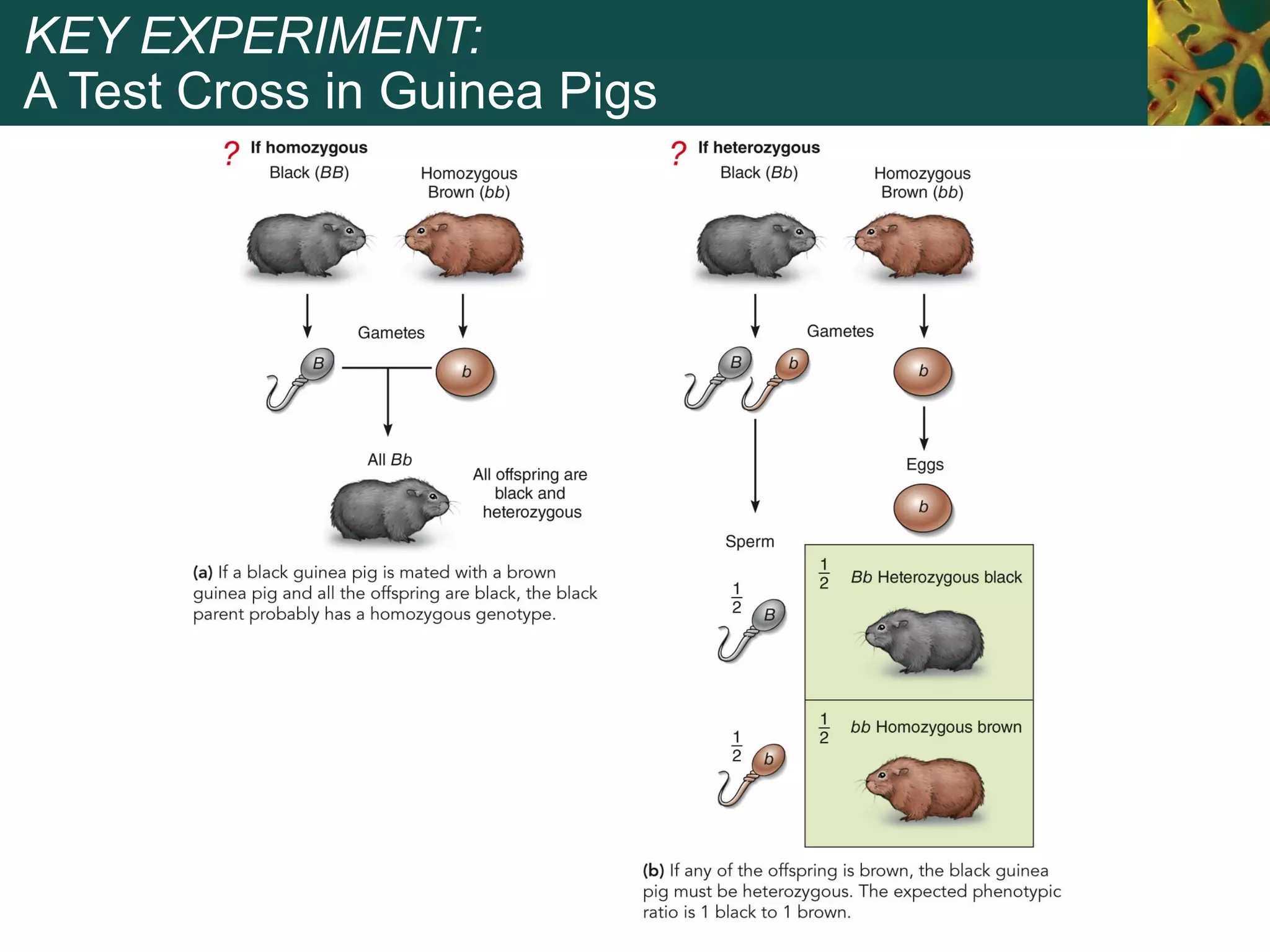 KEY EXPERIMENT:
A Test Cross in Guinea Pigs
 