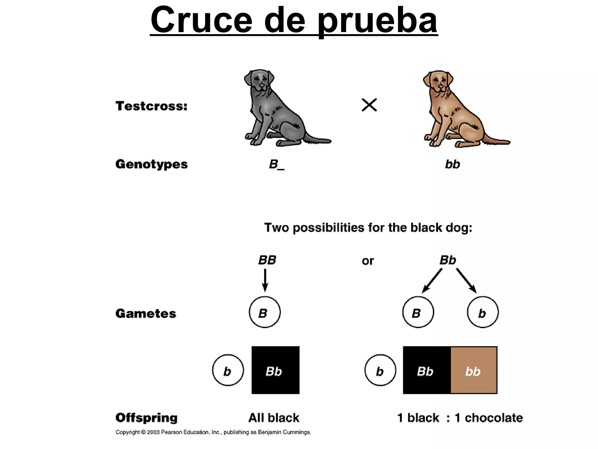 Cruce de prueba
 