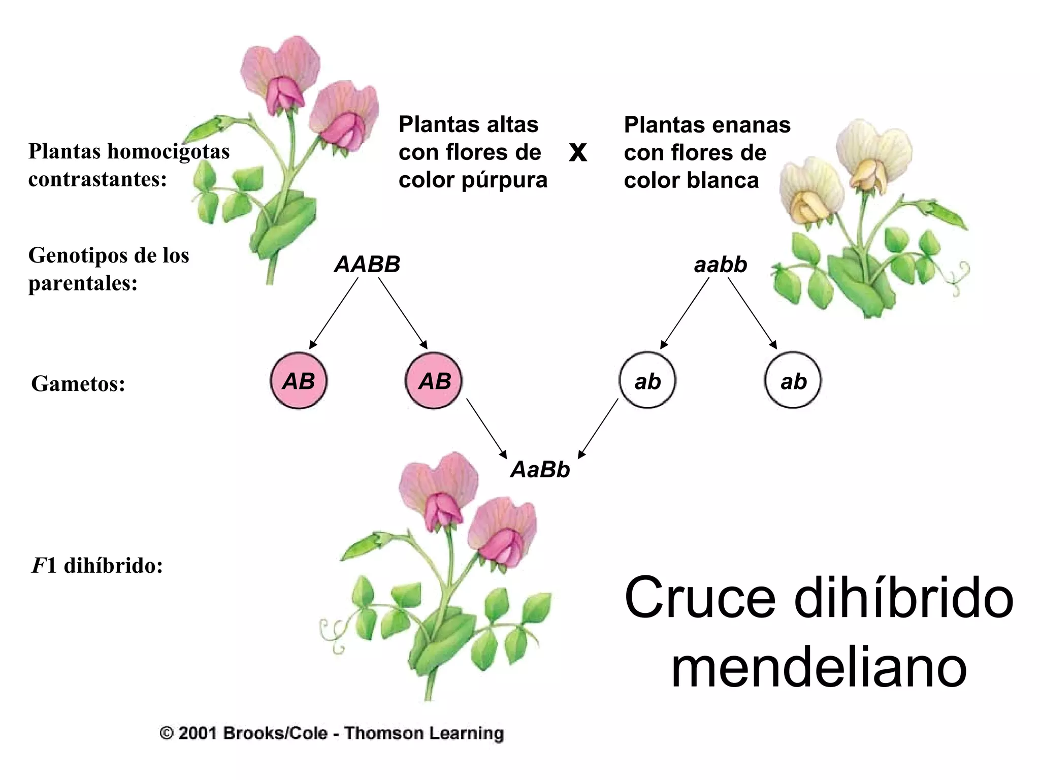 Plantas altas       Plantas enanas
Plantas homocigotas           con flores de   x   con flores de
contrastantes:                color púrpura       color blanca


Genotipos de los           AABB                        aabb
parentales:



Gametos:              AB          AB              ab           ab


                                       AaBb



F1 dihíbrido:
                                                  Cruce dihíbrido
                                                   mendeliano
 