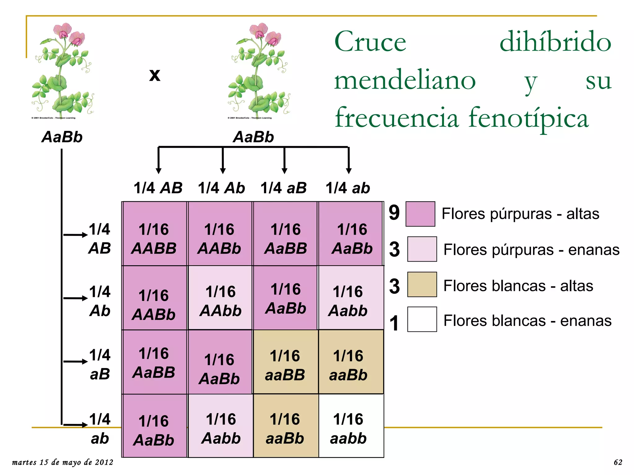 Cruce         dihíbrido
                              x                      mendeliano      y    su
       AaBb                             AaBb
                                                     frecuencia fenotípica

                            1/4 AB 1/4 Ab 1/4 aB    1/4 ab
                                                             9   Flores púrpuras - altas
                  1/4        1/16    1/16    1/16   1/16
                  AB        AABB    AABb    AaBB    AaBb     3   Flores púrpuras - enanas

                   1/4       1/16    1/16   1/16    1/16     3   Flores blancas - altas
                   Ab       AABb    AAbb    AaBb    Aabb
                                                             1   Flores blancas - enanas

                   1/4       1/16   1/16     1/16   1/16
                   aB       AaBB    AaBb    aaBB    aaBb

                   1/4      1/16    1/16    1/16    1/16
                   ab       AaBb    Aabb    aaBb    aabb
martes 15 de mayo de 2012                                                                  62
 