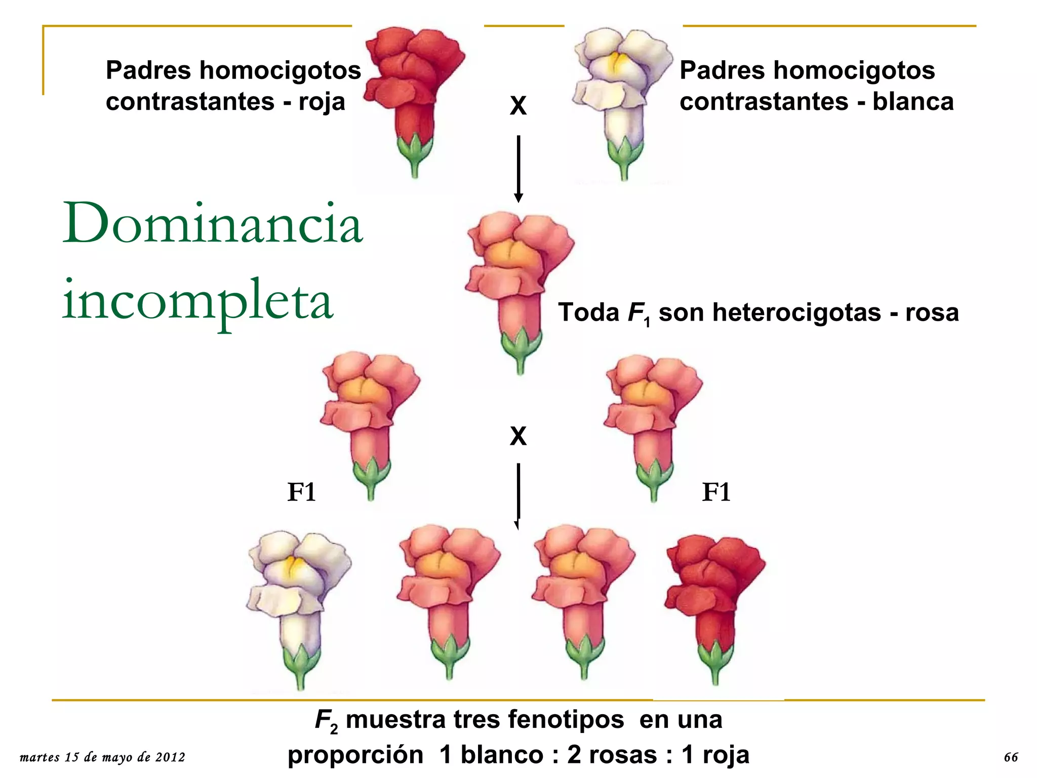 Padres homocigotos                             Padres homocigotos
             contrastantes - roja             X             contrastantes - blanca




      Dominancia
      incompleta                                  Toda F1 son heterocigotas - rosa



                                              X

                            F1                                F1




                              F2 muestra tres fenotipos en una
martes 15 de mayo de 2012   proporción 1 blanco : 2 rosas : 1 roja                   66
 