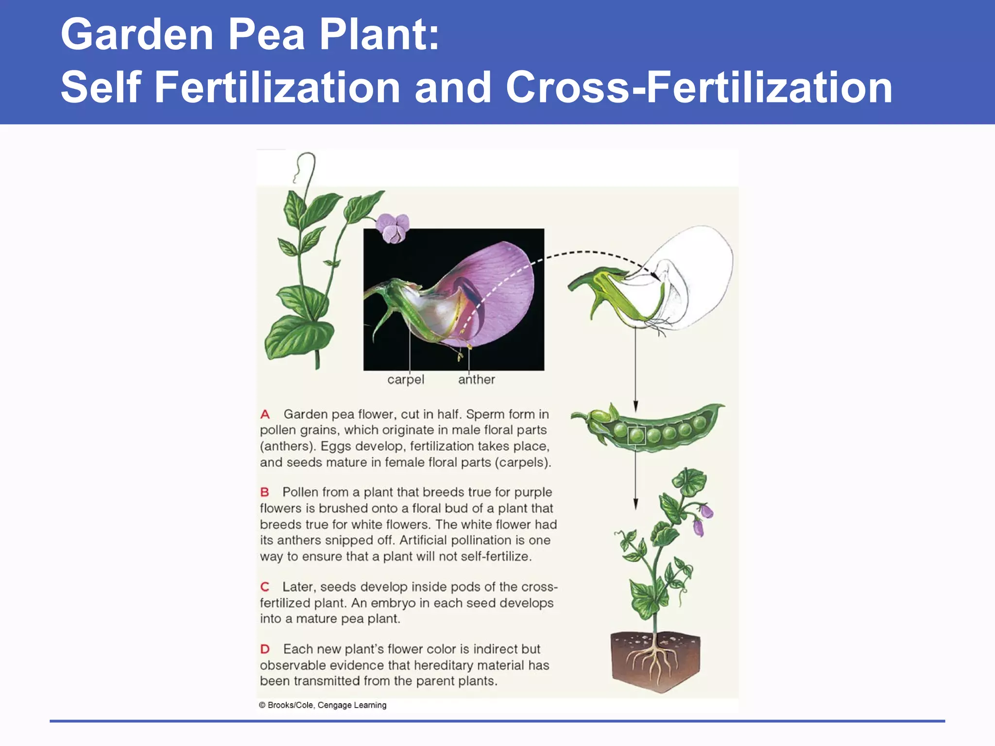 Garden Pea Plant:
Self Fertilization and Cross-Fertilization
 