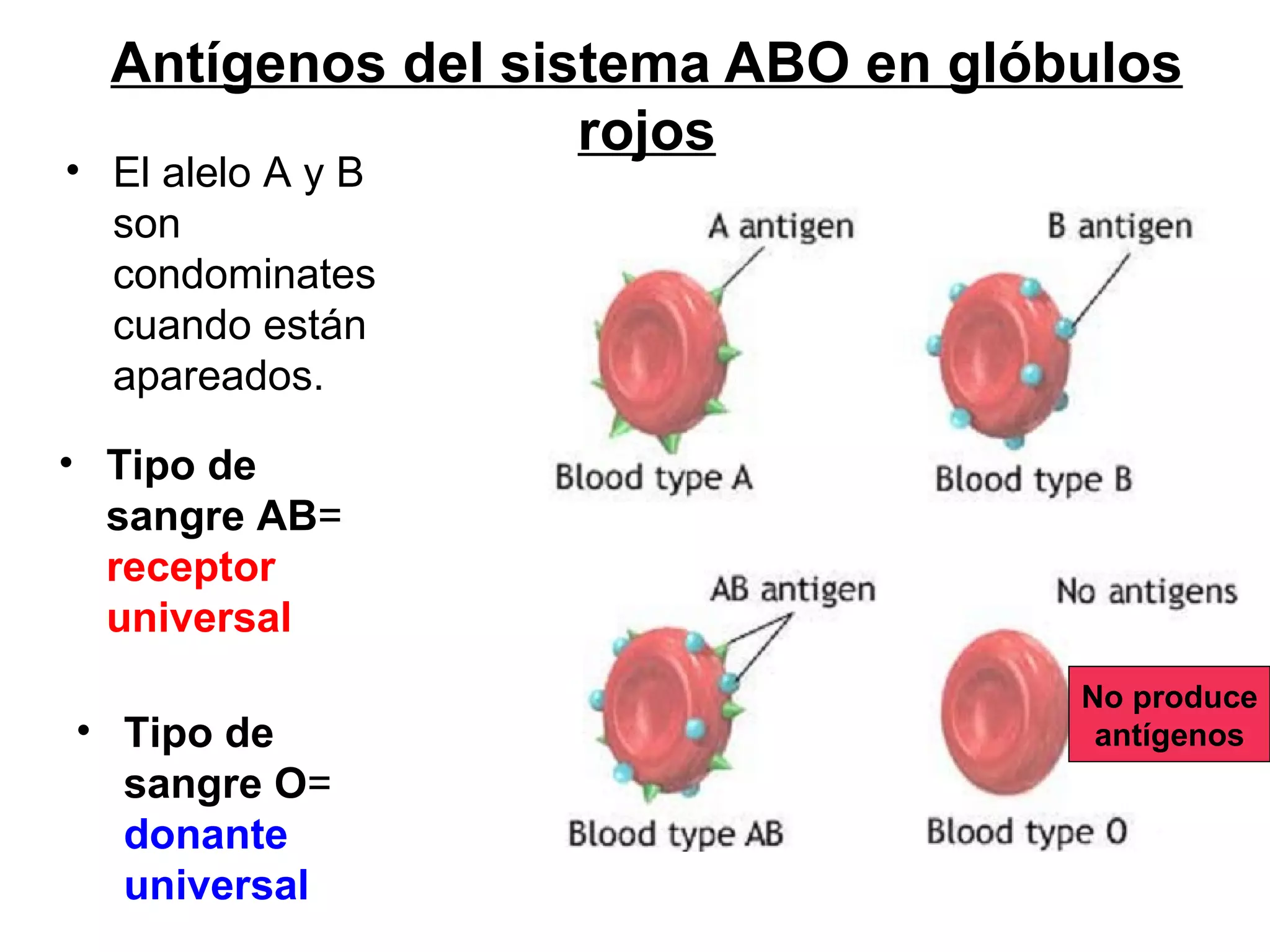 Antígenos del sistema ABO en glóbulos
                   rojos
• El alelo A y B
  son
  condominates
  cuando están
  apareados.

• Tipo de
  sangre AB=
  receptor
  universal
                                   No produce
• Tipo de                           antígenos
  sangre O=
  donante
  universal
 