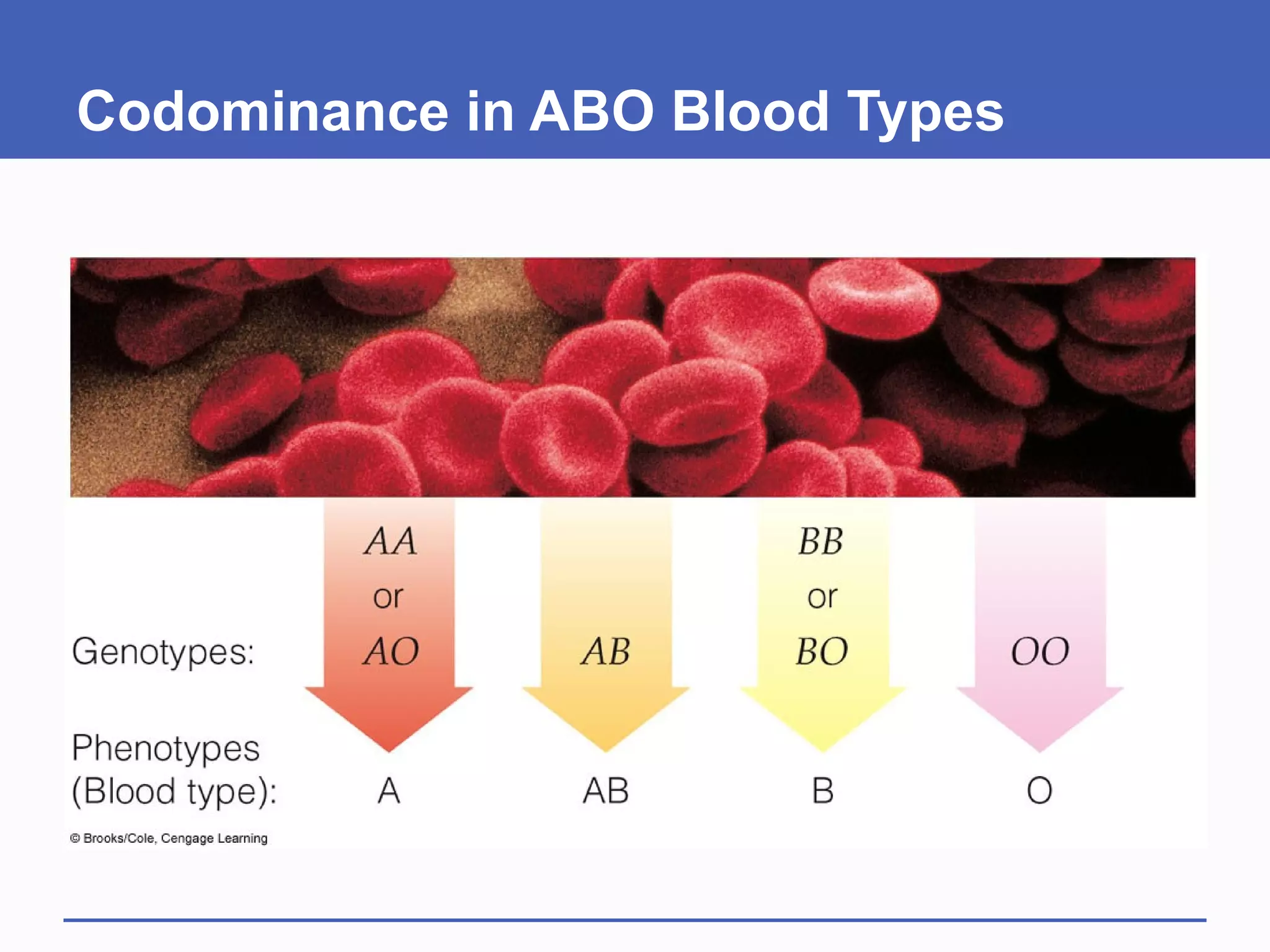Codominance in ABO Blood Types
 
