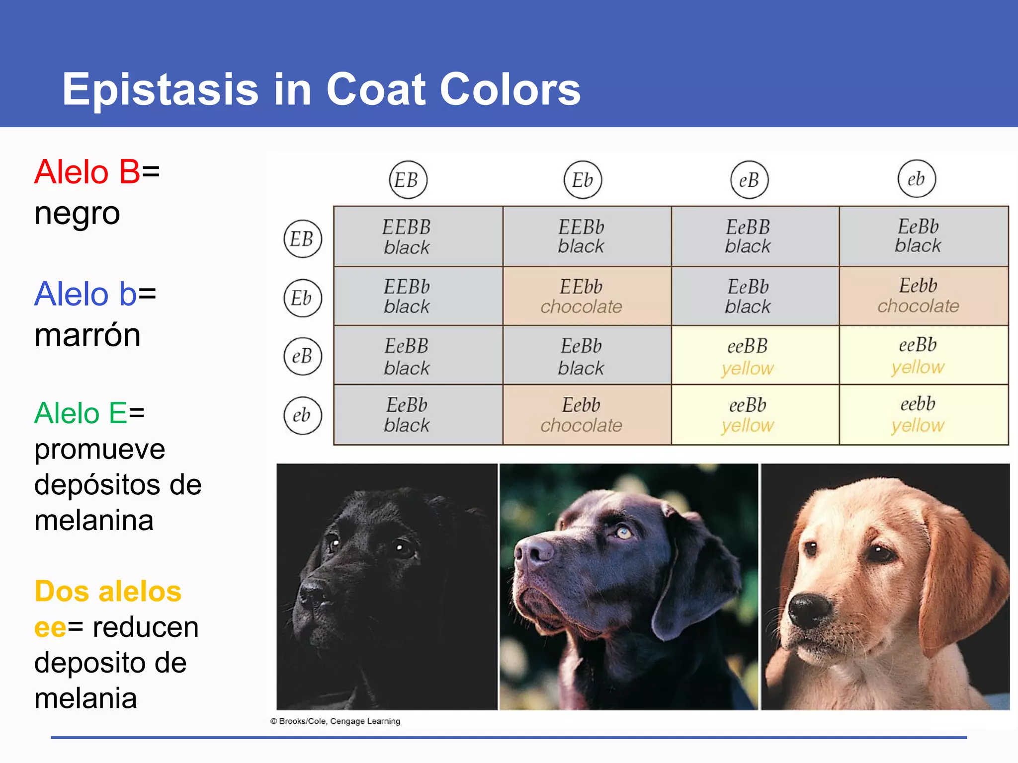 Epistasis in Coat Colors
Alelo B=
negro

Alelo b=
marrón

Alelo E=
promueve
depósitos de
melanina

Dos alelos
ee= reducen
deposito de
melania
 