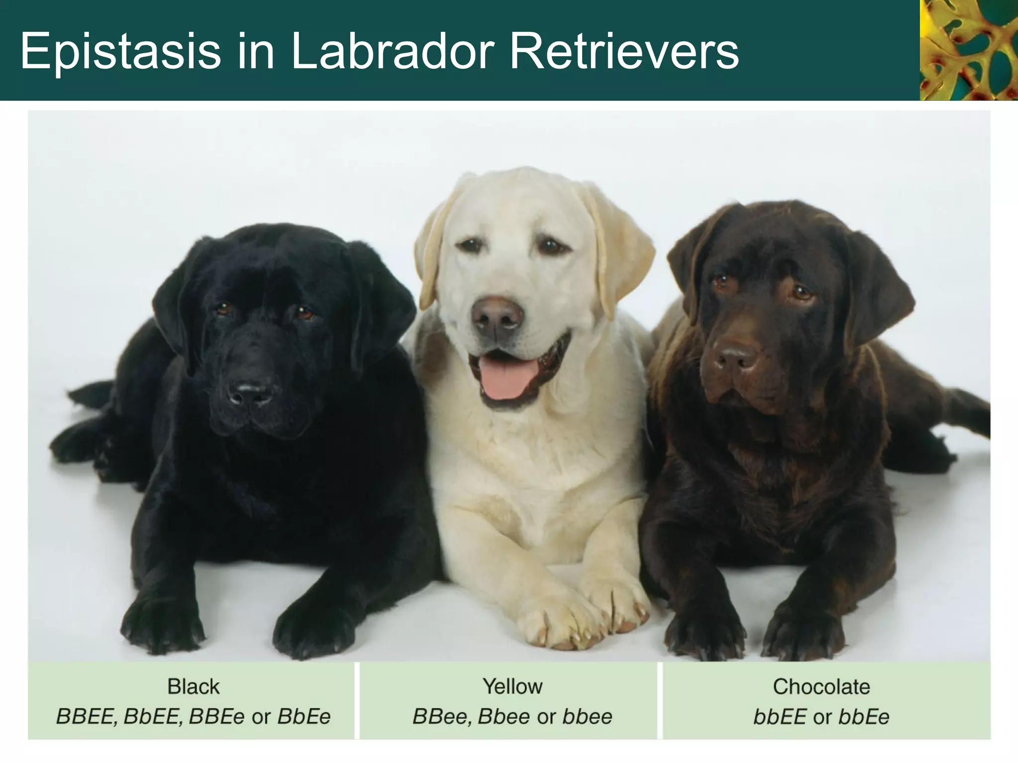 Epistasis in Labrador Retrievers
 