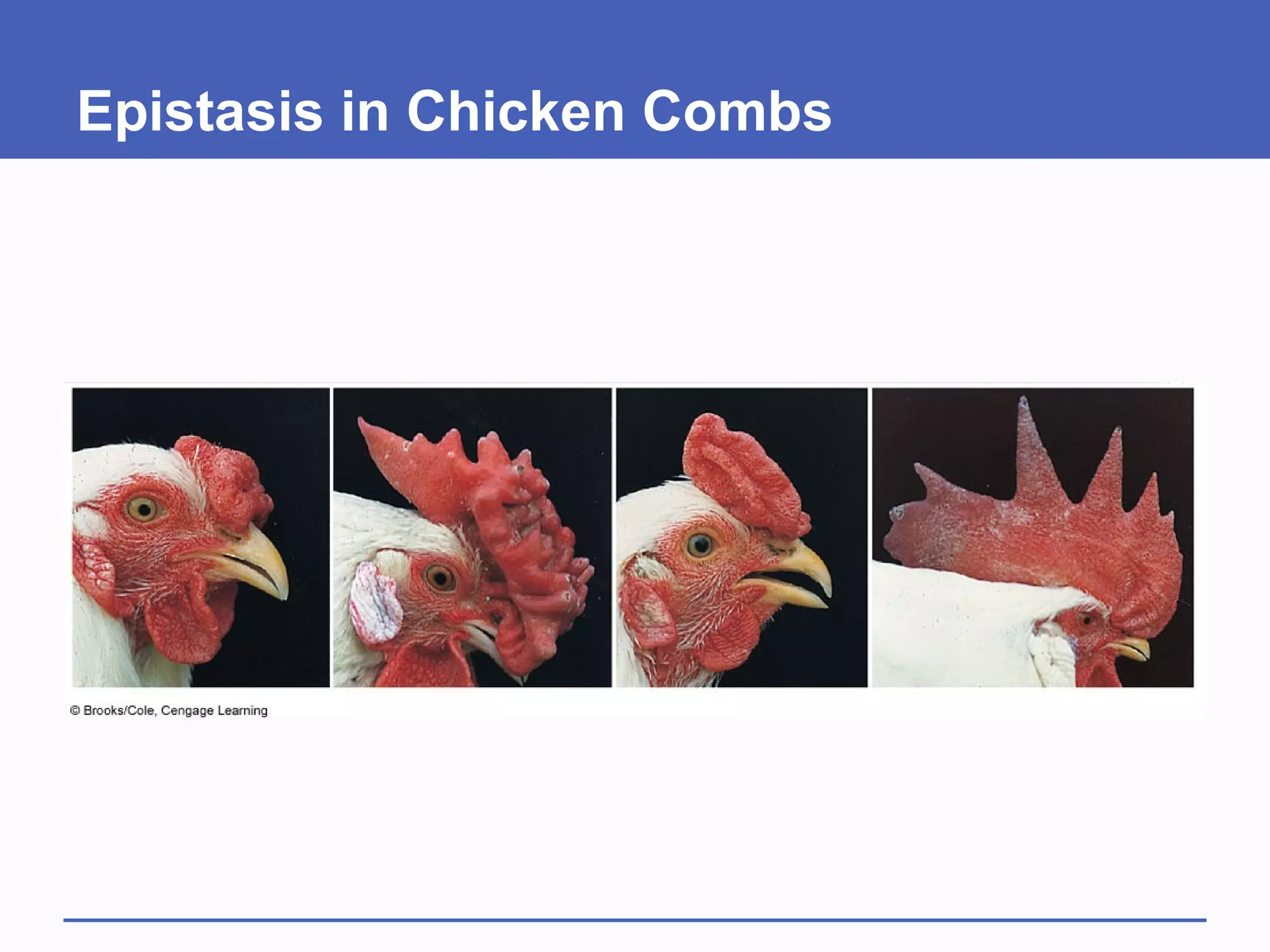 Epistasis in Chicken Combs
 
