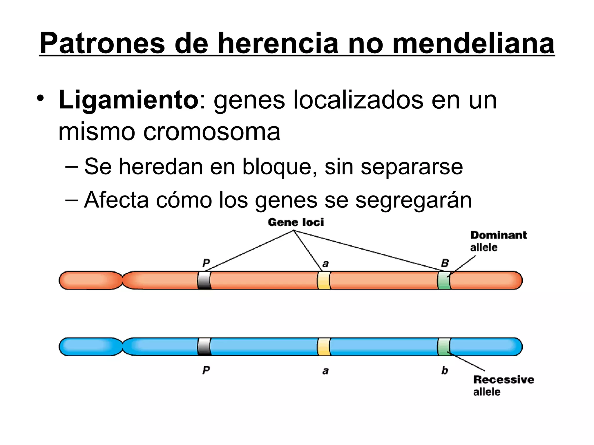 Patrones de herencia no mendeliana
• Ligamiento: genes localizados en un
  mismo cromosoma
  – Se heredan en bloque, sin separarse
  – Afecta cómo los genes se segregarán
 