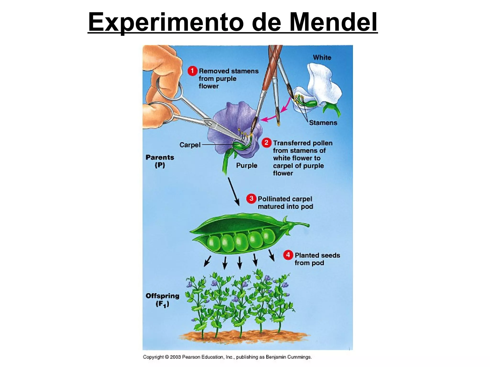 Experimento de Mendel
 