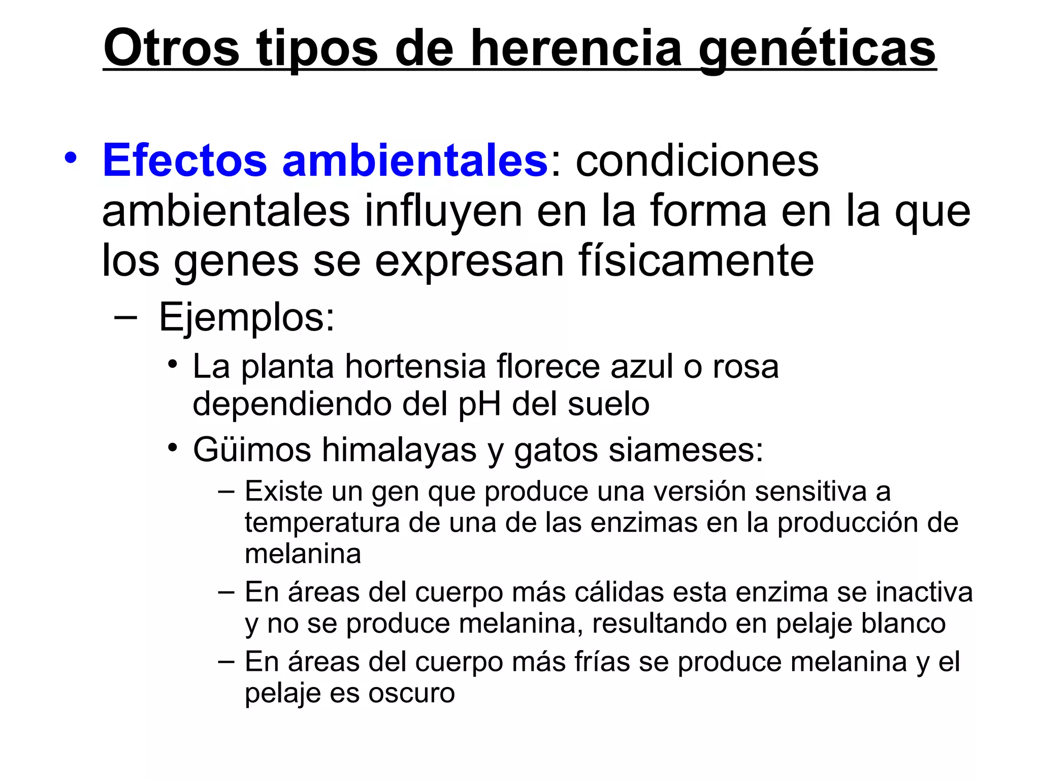 Otros tipos de herencia genéticas

• Efectos ambientales: condiciones
  ambientales influyen en la forma en la que
  los genes se expresan físicamente
  – Ejemplos:
     • La planta hortensia florece azul o rosa
       dependiendo del pH del suelo
     • Güimos himalayas y gatos siameses:
        – Existe un gen que produce una versión sensitiva a
          temperatura de una de las enzimas en la producción de
          melanina
        – En áreas del cuerpo más cálidas esta enzima se inactiva
          y no se produce melanina, resultando en pelaje blanco
        – En áreas del cuerpo más frías se produce melanina y el
          pelaje es oscuro
 