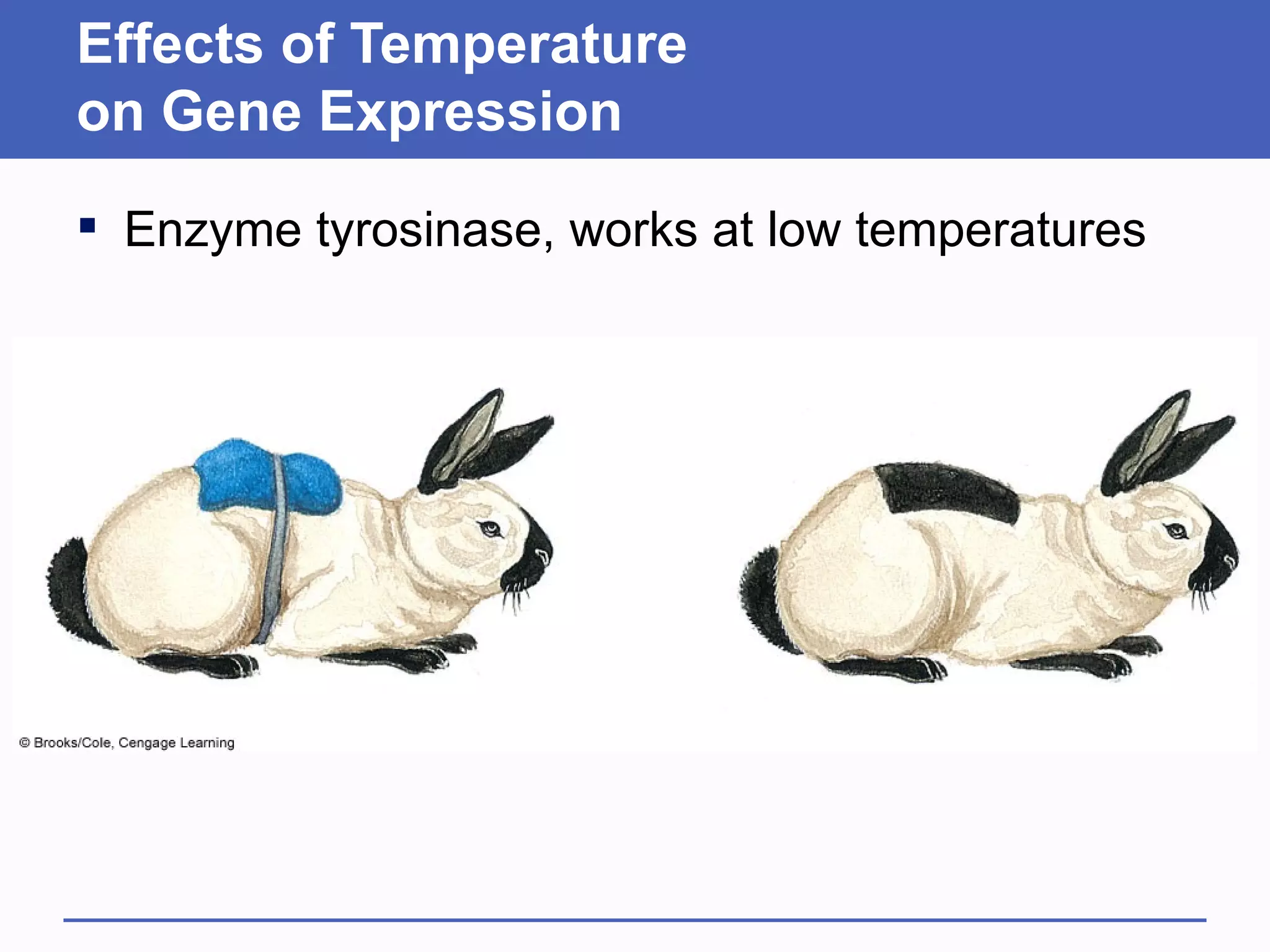 Effects of Temperature
on Gene Expression
 Enzyme tyrosinase, works at low temperatures
 