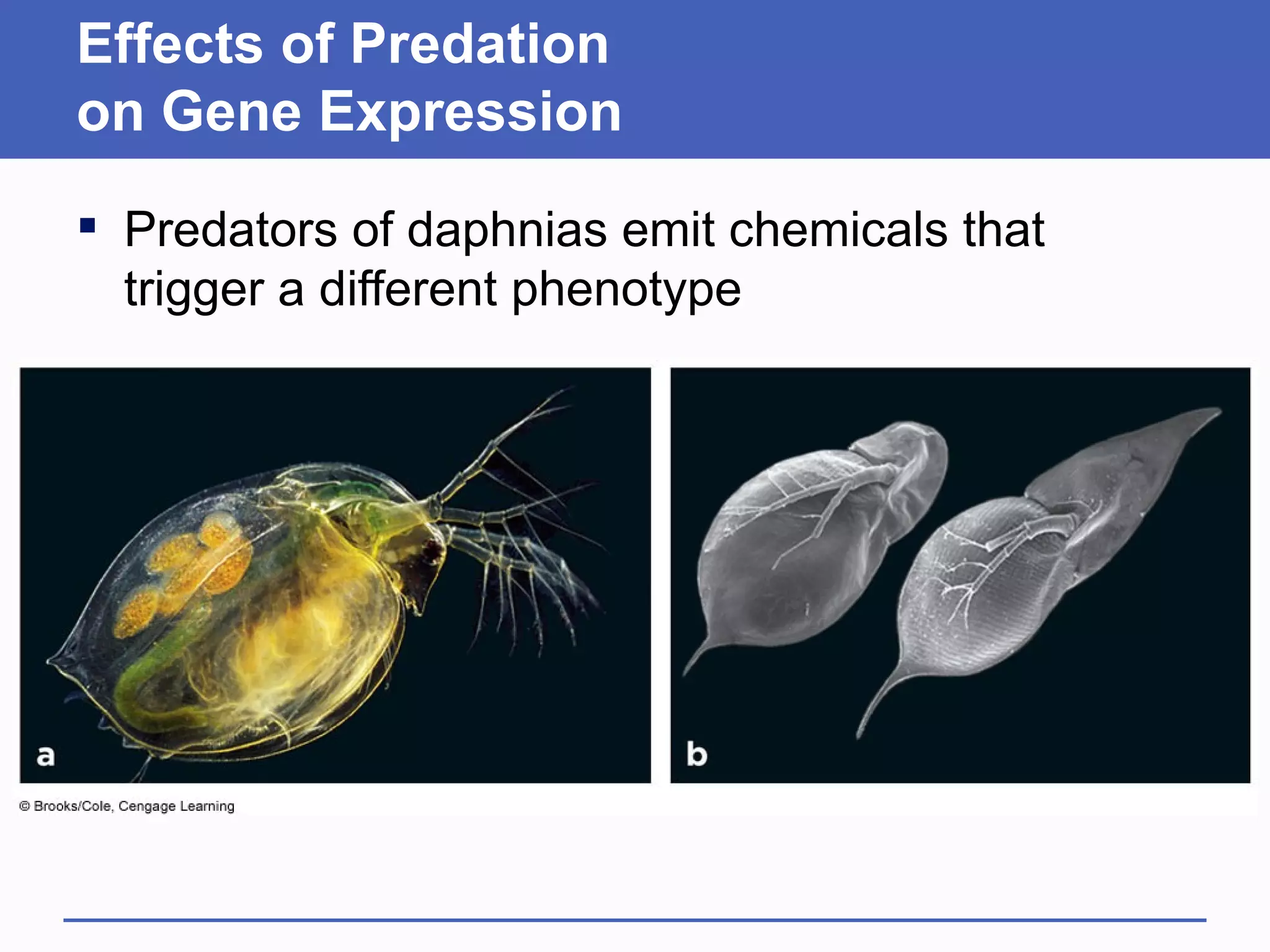 Effects of Predation
on Gene Expression
 Predators of daphnias emit chemicals that
  trigger a different phenotype
 