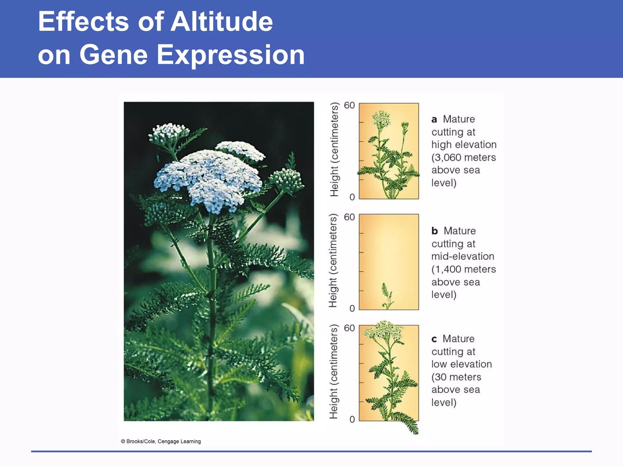 Effects of Altitude
on Gene Expression
 
