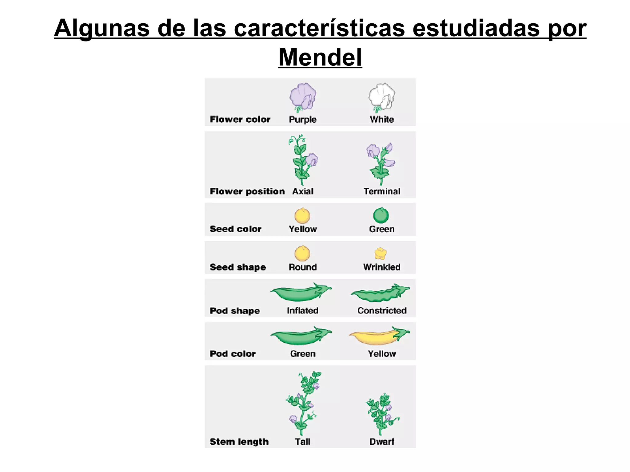 Algunas de las características estudiadas por
                   Mendel
 