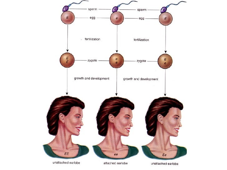 Que es un pico de viuda