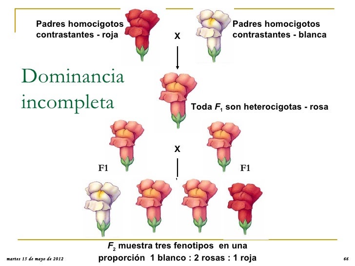 Observando patrones en los caracteres hereditarios Observando patrones en los caracteres hereditarios