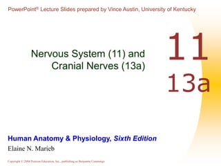 PowerPoint® Lecture Slides prepared by Vince Austin, University of Kentucky 
Human Anatomy & Physiology, Sixth Edition 
Elaine N. Marieb 
Copyright © 2004 Pearson Education, Inc., publishing as Benjamin Cummings 
11 
13a 
Nervous System (11) and 
Cranial Nerves (13a) 
 