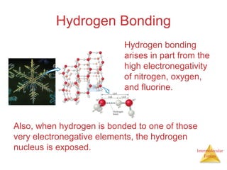 Intermolecular
Forces
Hydrogen Bonding
Hydrogen bonding
arises in part from the
high electronegativity
of nitrogen, oxygen,
and fluorine.
Also, when hydrogen is bonded to one of those
very electronegative elements, the hydrogen
nucleus is exposed.
 