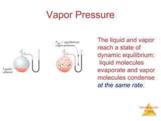 Intermolecular
Forces
Vapor Pressure
The liquid and vapor
reach a state of
dynamic equilibrium:
liquid molecules
evaporate and vapor
molecules condense
at the same rate.
 