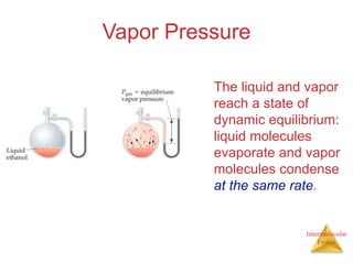 Intermolecular
Forces
Vapor Pressure
The liquid and vapor
reach a state of
dynamic equilibrium:
liquid molecules
evaporate...