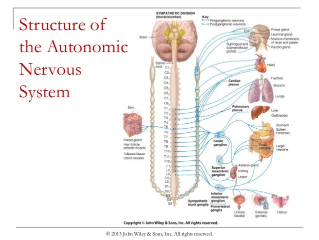 Chapter 11 autonomic nervous system