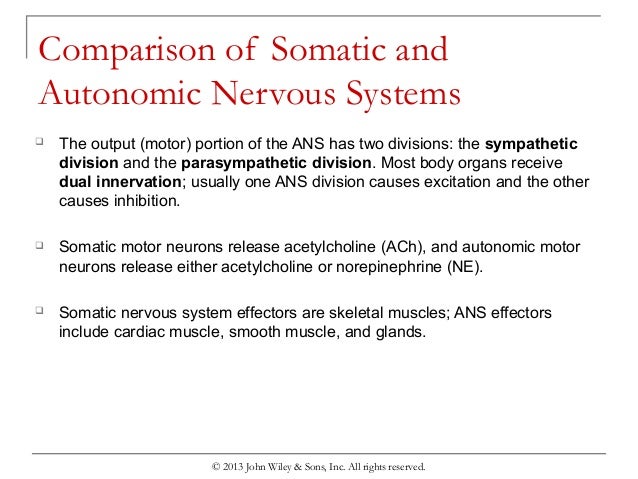 ch 14 autonomic system Written notes for the anatomy chapter on the peripheral nervous system 914, 915 peripheral nervous system - consists of the nerves that branch out from the cns and connect cell body -- preganglionic fiber (axon) leaves cns and synapses with neurons in the autonomic ganglion. ch 14 autonomic system Written notes for the anatomy chapter on the peripheral nervous system 914, 915 peripheral nervous system - consists of the nerves that branch out from the cns and connect cell body -- preganglionic fiber (axon) leaves cns and synapses with neurons in the autonomic ganglion.