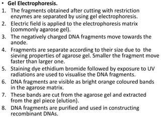 • Gel Electrophoresis. 
1. The fragments obtained after cutting with restriction 
enzymes are separated by using gel electrophoresis. 
2. Electric field is applied to the electrophoresis matrix 
(commonly agarose gel). 
3. The negatively charged DNA fragments move towards the 
anode. 
4. Fragments are separate according to their size due to the 
sieving properties of agarose gel. Smaller the fragment move 
faster than larger one. 
5. Staining dye ethidium bromide followed by exposure to UV 
radiations are used to visualise the DNA fragments. 
6. DNA fragments are visible as bright orange coloured bands 
in the agarose matrix. 
7. These bands are cut from the agarose gel and extracted 
from the gel piece (elution). 
8. DNA fragments are purified and used in constructing 
recombinant DNAs. 
 