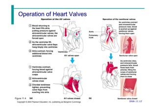 Operation of Heart Valves
Operation of Heart Valves
Slide 11.12
Copyright © 2003 Pearson Education, Inc. publishing as Benjamin Cummings
Figure 11.4
 