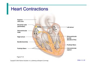 Heart Contractions
Heart Contractions
Slide 11.18
Copyright © 2003 Pearson Education, Inc. publishing as Benjamin Cummings
Figure 11.5
 