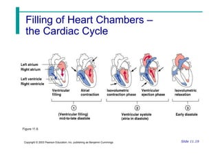 Filling of Heart Chambers
Filling of Heart Chambers –
–
the Cardiac Cycle
the Cardiac Cycle
Slide 11.19
Copyright © 2003 Pearson Education, Inc. publishing as Benjamin Cummings
Figure 11.6
 
