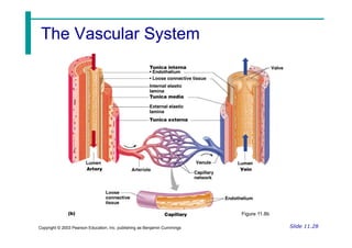The Vascular System
The Vascular System
Slide 11.28
Copyright © 2003 Pearson Education, Inc. publishing as Benjamin Cummings
Figure 11.8b
 