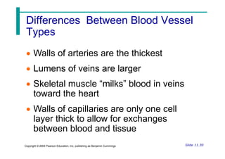 Differences Between Blood Vessel
Differences Between Blood Vessel
Types
Types
 Walls of arteries are the thickest
 Lumens of veins are larger
 Skeletal muscle “milks” blood in veins
Slide 11.30
Copyright © 2003 Pearson Education, Inc. publishing as Benjamin Cummings
 Skeletal muscle “milks” blood in veins
toward the heart
 Walls of capillaries are only one cell
layer thick to allow for exchanges
between blood and tissue
 