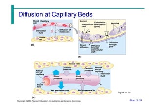 Diffusion at Capillary Beds
Diffusion at Capillary Beds
Slide 11.34
Copyright © 2003 Pearson Education, Inc. publishing as Benjamin Cummings
Figure 11.20
 