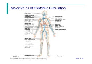 Major Veins of Systemic Circulation
Major Veins of Systemic Circulation
Slide 11.36
Copyright © 2003 Pearson Education, Inc. publishing as Benjamin Cummings
Figure 11.12
 