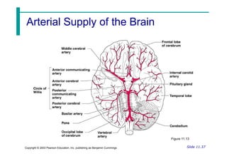 Arterial Supply of the Brain
Arterial Supply of the Brain
Slide 11.37
Copyright © 2003 Pearson Education, Inc. publishing as Benjamin Cummings
Figure 11.13
 