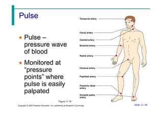 Pulse
Pulse
 Pulse –
pressure wave
of blood
Slide 11.40
Copyright © 2003 Pearson Education, Inc. publishing as Benjamin Cummings
 Monitored at
“pressure
points” where
pulse is easily
palpated
Figure 11.16
 