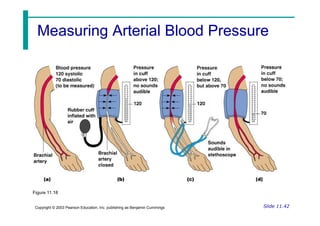 Measuring Arterial Blood Pressure
Measuring Arterial Blood Pressure
Slide 11.42
Copyright © 2003 Pearson Education, Inc. publishing as Benjamin Cummings
Figure 11.18
 