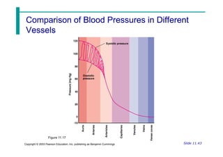Comparison of Blood Pressures in Different
Comparison of Blood Pressures in Different
Vessels
Vessels
Slide 11.43
Copyright © 2003 Pearson Education, Inc. publishing as Benjamin Cummings
Figure 11.17
 