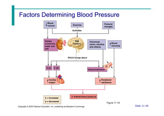 Factors Determining Blood Pressure
Factors Determining Blood Pressure
Slide 11.46
Copyright © 2003 Pearson Education, Inc. publishing as Benjamin Cummings
Figure 11.19
 