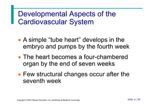 Developmental Aspects of the
Developmental Aspects of the
Cardiovascular System
Cardiovascular System
 A simple “tube heart” develops in the
embryo and pumps by the fourth week
 The heart becomes a four-chambered
Slide 11.50
Copyright © 2003 Pearson Education, Inc. publishing as Benjamin Cummings
 The heart becomes a four-chambered
organ by the end of seven weeks
 Few structural changes occur after the
seventh week
 
