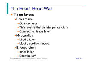The Heart: Heart Wall
The Heart: Heart Wall
 Three layers
Epicardium
 Outside layer
 This layer is the parietal pericardium
 Connective tissue layer
Slide 11.6
Copyright © 2003 Pearson Education, Inc. publishing as Benjamin Cummings
 Connective tissue layer
Myocardium
 Middle layer
 Mostly cardiac muscle
Endocardium
 Inner layer
 Endothelium
 