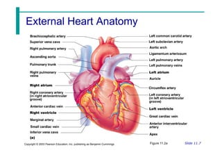 External Heart Anatomy
External Heart Anatomy
Slide 11.7
Copyright © 2003 Pearson Education, Inc. publishing as Benjamin Cummings Figure 11.2a
 