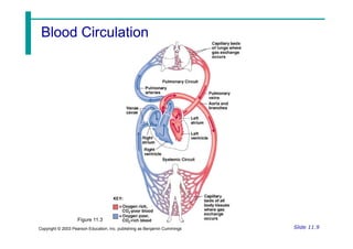 Blood Circulation
Blood Circulation
Slide 11.9
Copyright © 2003 Pearson Education, Inc. publishing as Benjamin Cummings
Figure 11.3
 