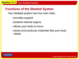Section 11.1 Your Skeletal System
Your skeletal system has five main roles.
Functions of the Skeletal System
• provides support
• protects internal organs
• allows your body to move
• stores and produces materials that your body
needs
 