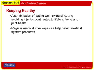 Section 11.1 Your Skeletal System
• A combination of eating well, exercising, and
avoiding injuries contributes to lifelong bone and
joint health.
Keeping Healthy
• Regular medical checkups can help detect skeletal
system problems.
 
