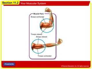 Section 11.2 Your Muscular System
Muscle Pairs
Biceps contracted
Biceps relaxed
Triceps relaxed
Triceps contracted
 