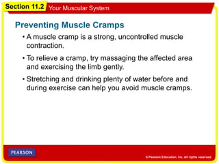 Section 11.2 Your Muscular System
• A muscle cramp is a strong, uncontrolled muscle
contraction.
Preventing Muscle Cramps
• To relieve a cramp, try massaging the affected area
and exercising the limb gently.
• Stretching and drinking plenty of water before and
during exercise can help you avoid muscle cramps.
 
