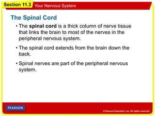 Section 11.3 Your Nervous System
• The spinal cord is a thick column of nerve tissue
that links the brain to most of the nerves in the
peripheral nervous system.
The Spinal Cord
• The spinal cord extends from the brain down the
back.
• Spinal nerves are part of the peripheral nervous
system.
 